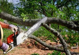 Best Tree Trimming and Pruning  in Euless, TX